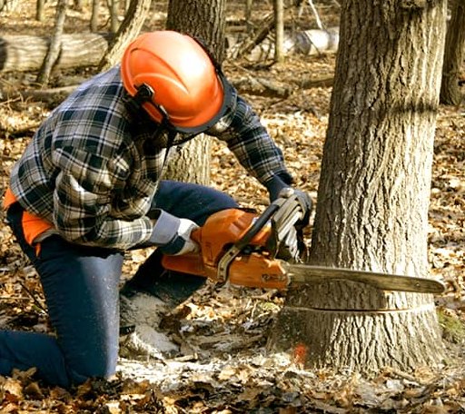 Tree Removal in Claremont, IL